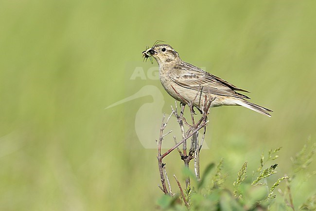 Adult female Chestnut-collared Longspur, Calcarius ornatus
Kidder Co., ND stock-image by Agami/Brian E Small,