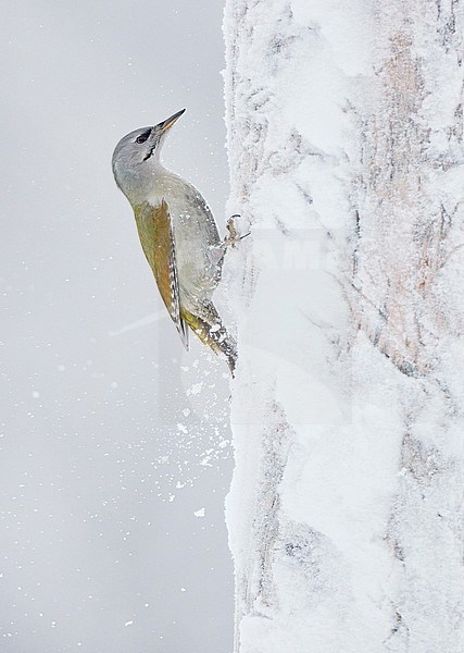 Grey-headed Woodpecker female (Picus canus) Kuusamo Finland November 2019 stock-image by Agami/Markus Varesvuo,