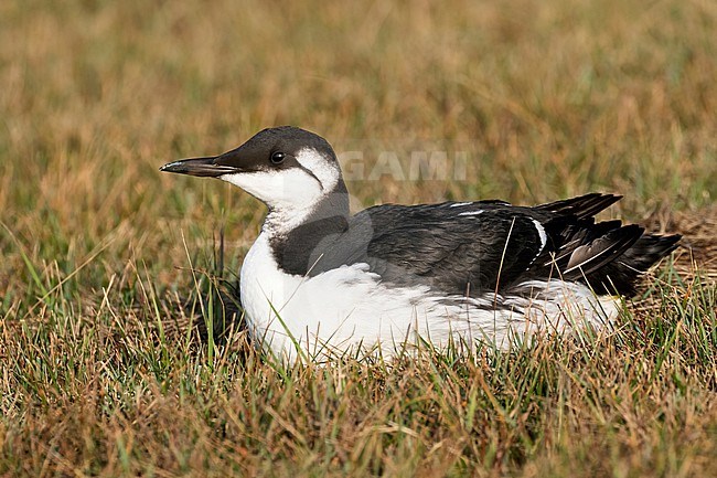 A Common Guillemot (Uria aalge) is seen sitting on the grass. This bird is most likely a bird flu avian flu victim. stock-image by Agami/Jacob Garvelink,