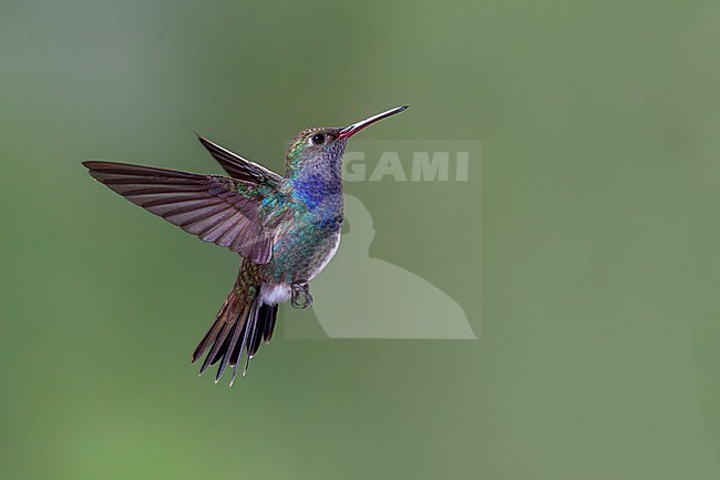 Sapphire-spangled Emerald (Chionomesa lactea) in flight  in Brazil stock-image by Agami/Dubi Shapiro,