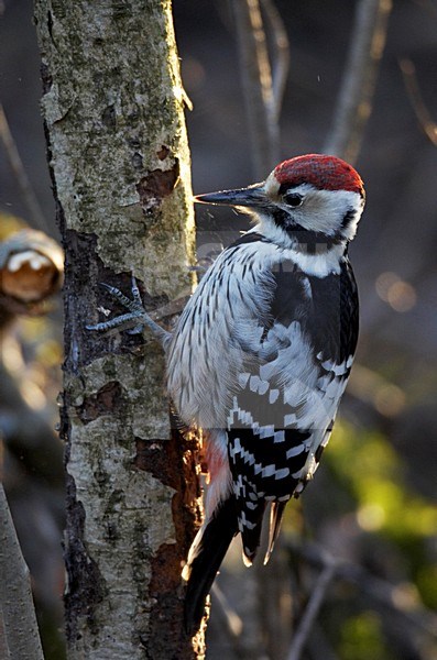 Witrugspecht mannetje foeragerend; White-backed Woodpecker male foraging stock-image by Agami/Markus Varesvuo,
