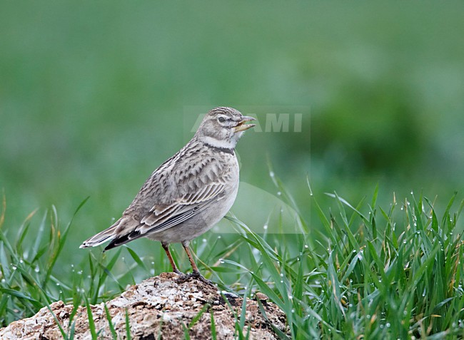 Kalanderleeuwerik zingend op rots; Calandra Lark singing on rock stock-image by Agami/Markus Varesvuo,