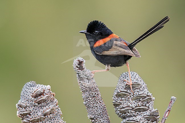Red-backed Fairywren (Malurus melanocephalus) perched on a branch in eastern Australia. stock-image by Agami/Glenn Bartley,