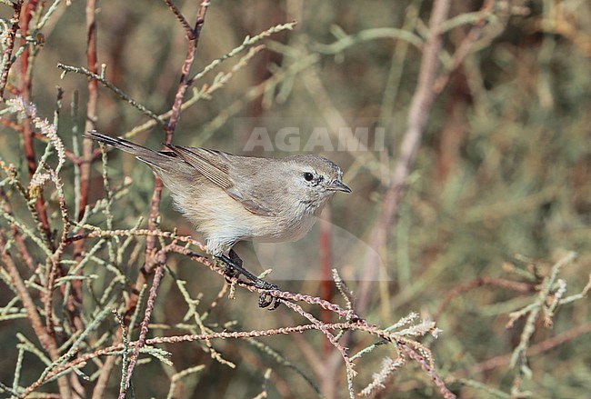 Plain Leaf Warbler (Phylloscopus neglectus) during autumn migration at Sur in Oman. stock-image by Agami/Aurélien Audevard,