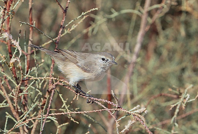 Plain Leaf Warbler (Phylloscopus neglectus) during autumn migration at Sur in Oman. stock-image by Agami/Aurélien Audevard,