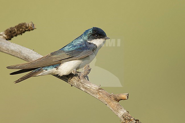 Adult male
Kamloops, British Columbia
June 2015 stock-image by Agami/Brian E Small,