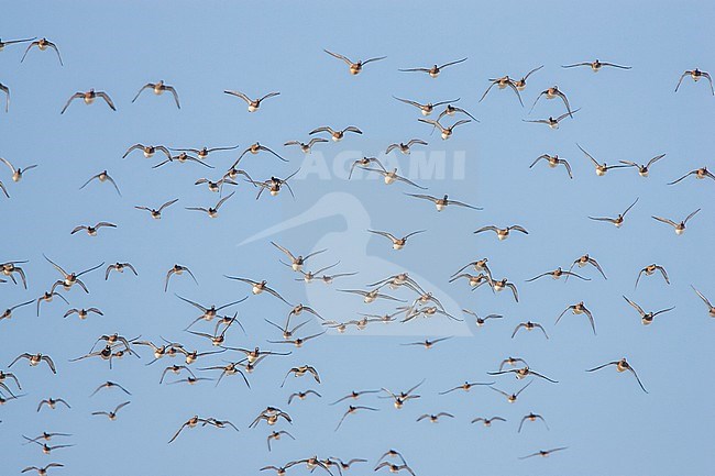 Smient groep vliegend; Eurasian Wigeon flock flying stock-image by Agami/Menno van Duijn,