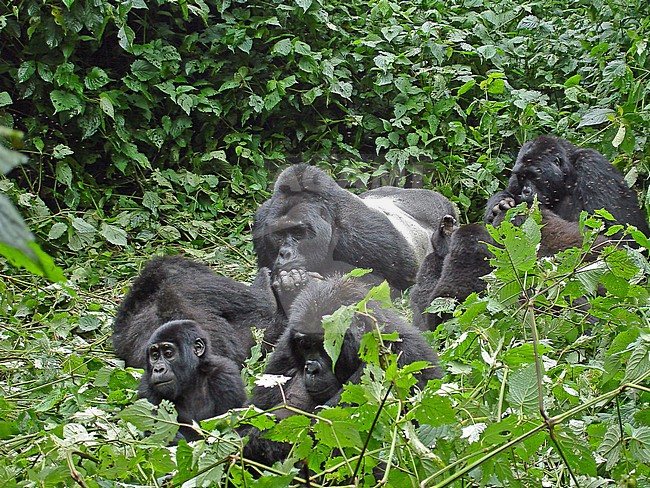 Mountain gorilla with Silverback in Uganda stock-image by Agami/Pete Morris,
