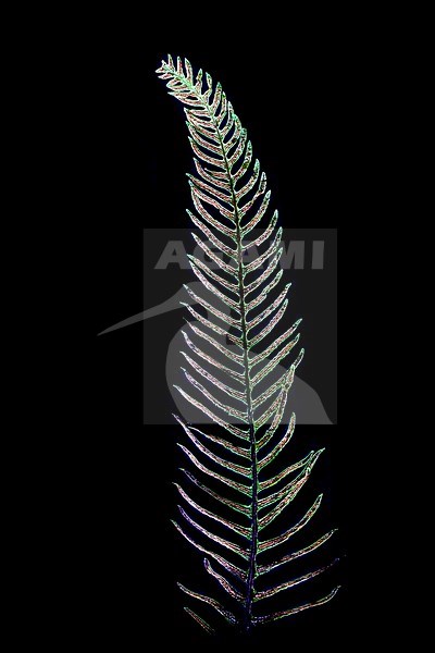 Hard-fern, Struthiopteris spicant stock-image by Agami/Wil Leurs,