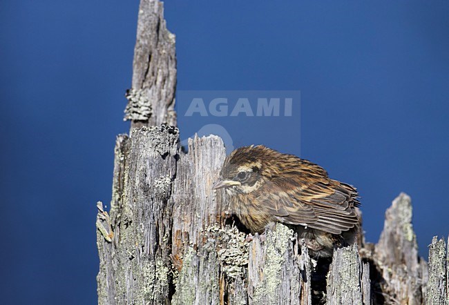 Jonge Bosgors in boomstam; Juvenile Rustic Bunting on tree trunc stock-image by Agami/Markus Varesvuo,