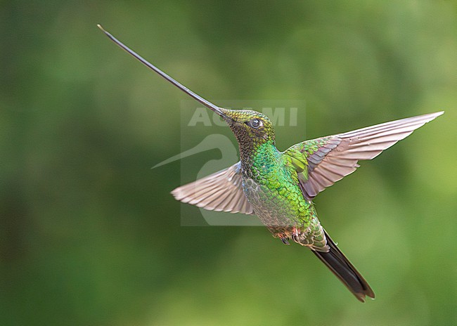 Sword-billed Hummingbird (Ensifera ensifera) stock-image by Agami/Lennart Verheuvel,