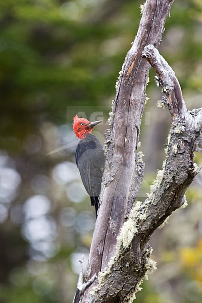 Mannetje Magelhaenspecht; Male Magellanic Woodpecker stock-image by Agami/Marc Guyt,