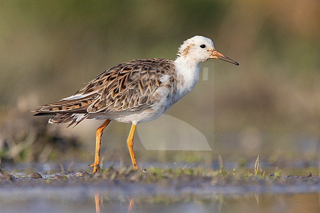 Ruff (Philomachus pugnax), side view of an adult male standing in a swamp, Campania, Italy stock-image by Agami/Saverio Gatto,