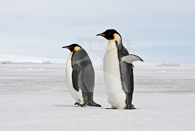 keizerspinguÃ¯n; Emperor Penguin stock-image by Agami/Pete Morris,