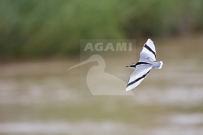 Egyptian Plover, Pluvianus aegyptius, on a riverbank of a river in Ghana. Also known as the Crocodile Bird. It has a supposed cleaning symbiosis with the Nile crocodile. stock-image by Agami/Dubi Shapiro,