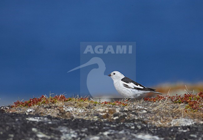 Mannetje Sneeuwgors; Male Snow Bunting stock-image by Agami/Markus Varesvuo,