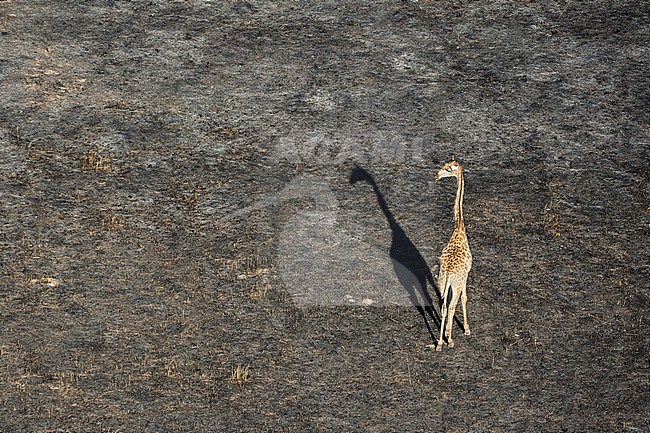 An aerial view of a giraffe, Giraffe camelopardalis, walking in Botswana's Okavango Delta after a bushfire. Botswana. stock-image by Agami/Sergio Pitamitz,
