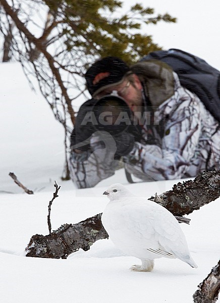 Moerassneeuwhoen met fotograaf in de sneeuw, Willow Ptarmigan with photographer in snow stock-image by Agami/Markus Varesvuo,