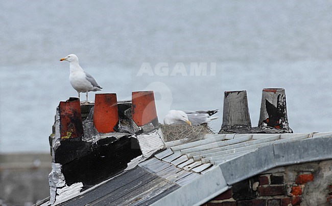 Zilvermeeuw broedend op dak, Herring Gull breeding on roof stock-image by Agami/Jacques van der Neut,