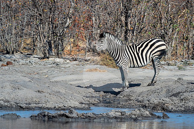 Portrait of a Burchell's or plains zebra, Equus burchelli, at a waterhole. Okavango Delta, Botswana. stock-image by Agami/Sergio Pitamitz,