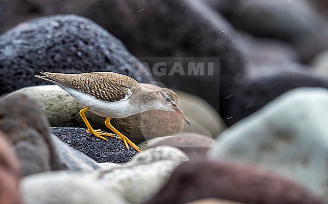 Juvenile Spotted Sandpiper walking on a rocky shore of Low Fields, Corvo, Azores. October 7, 2018. stock-image by Agami/Vincent Legrand,