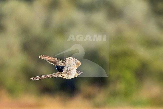 Great Spotted Cuckoo (Clamator glandarius) in Spain during spring. stock-image by Agami/Marc Guyt,