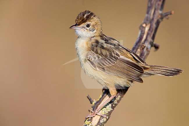 Zitting Cisticola (Cisticola juncidis), adult standing on a branch stock-image by Agami/Saverio Gatto,
