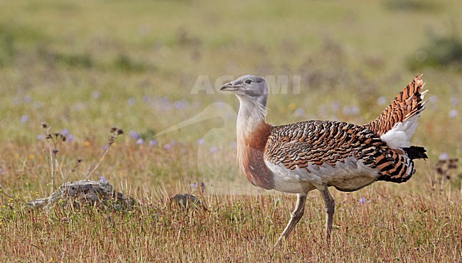 Mannetje Grote trap; Male Great Bustard stock-image by Agami/Markus Varesvuo,