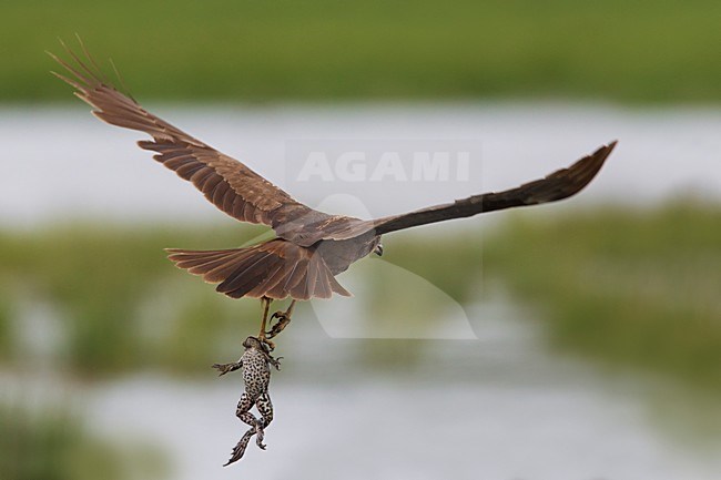 Bruine Kiekendief in de vlucht; Marsh Harrier in flight stock-image by Agami/Daniele Occhiato,