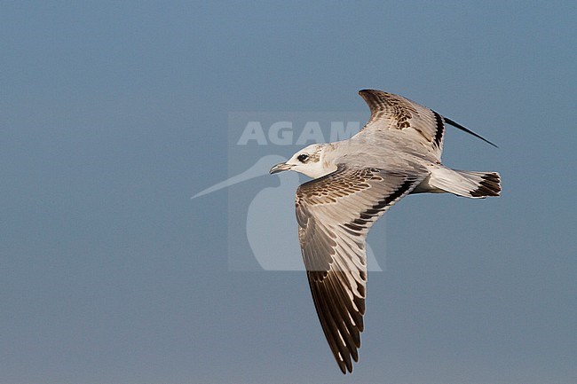 Zwartkopmeeuw, Mediterranean Gull, Ichthyaetus melanocephalus, Switzerland, 1st cy stock-image by Agami/Ralph Martin,
