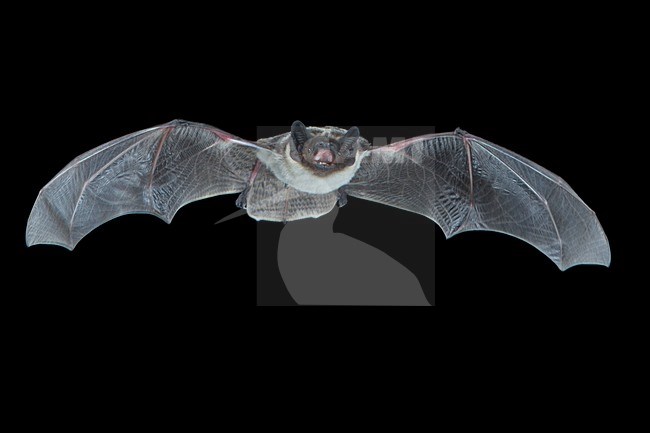 Tweekleurige Vleermuis, Parti-coloured Bat, Vespertilio murinus stock-image by Agami/Theo Douma,