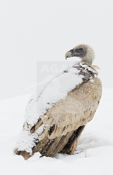 Vale Gier in de sneeuw; Griffon Vulture in snow stock-image by Agami/Markus Varesvuo,