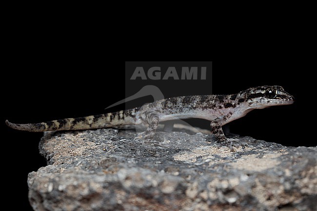 Simpson’s Leaf-toed Gecko (Phyllodactylus simpsoni) taken the 27/10/2025 at Isabella - Galapagos. stock-image by Agami/Nicolas Bastide,