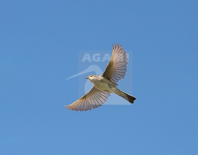 Adult male Common Whitethroat (Sylvia communis) flying against a blue sky, showing underside and wings fully spread stock-image by Agami/Ran Schols,