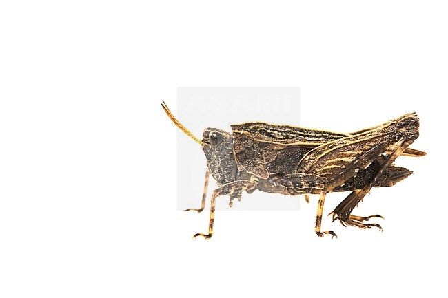 Common Ground-hopper, Tetrix undulata stock-image by Agami/Wil Leurs,