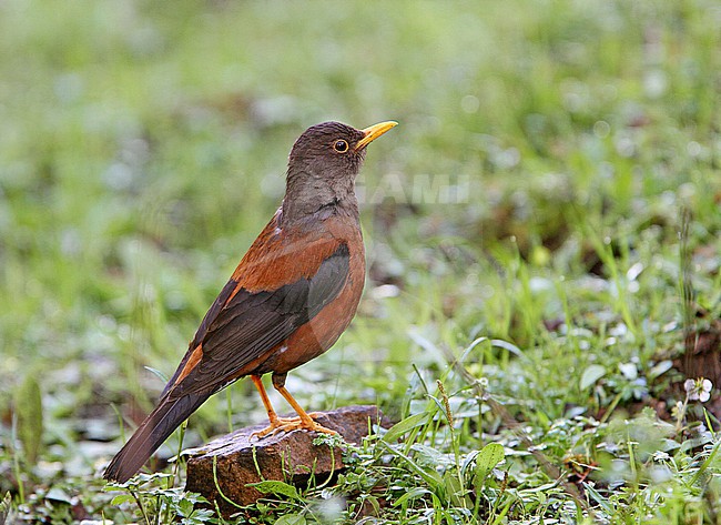 Chestnut Thrush, Turdus rubrocanus,  on Tibetan plateau, Qinghai, China. stock-image by Agami/James Eaton,