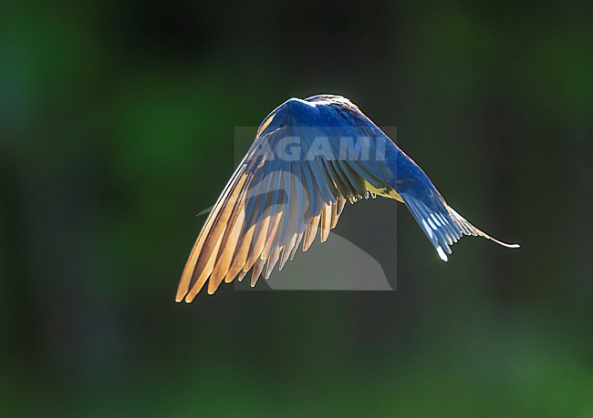 Barn Swallow (Hirundo rustica) in Hungary. stock-image by Agami/Marc Guyt,