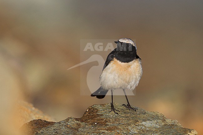 Cyprus Wheatear - Zypernsteinschmätzer - Oenanthe cypriaca, Cyprus, adult male stock-image by Agami/Ralph Martin,