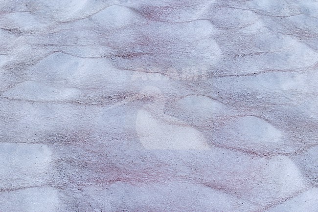Snow Algae (Chlamydomonas nivalis) Blooms in Alpine Landscape, found at Zugspitzplatt in Bavarian Alps in Germany stock-image by Agami/Mathias Putze,