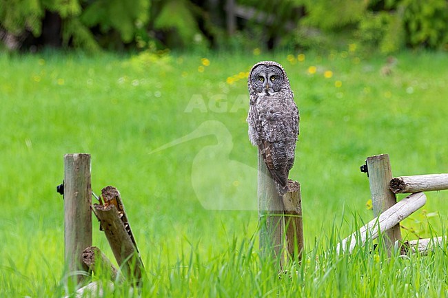 The Great Grey Olw is one of the most iconic owls of Europe and North-America. This image shows this impressive bird hunting from a fence post mid-day taken near Salmon Arm, British Colombia, Canada. stock-image by Agami/Jacob Garvelink,