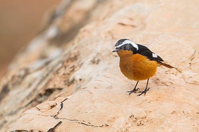 Moussier's Redstart - Diademrotschwanz - Phoenicurus moussieri, Morocco, adult male stock-image by Agami/Ralph Martin,