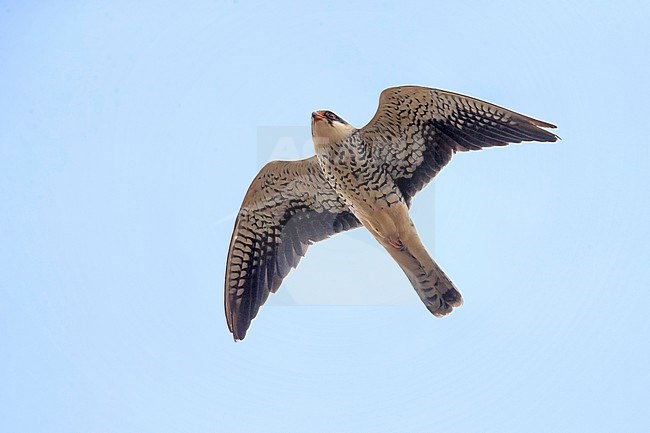 Onvolwassen Amoerroodpootvalk; Immature Amur Falcon stock-image by Agami/Daniele Occhiato,