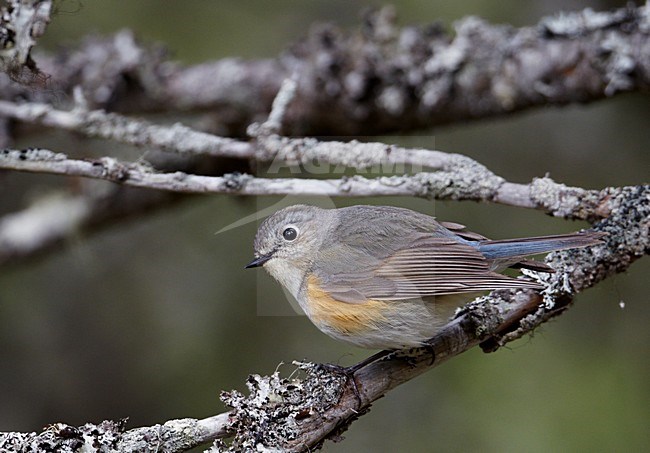 Vrouwtje Blauwstaart; Female Red-flanked Bluetail stock-image by Agami/Markus Varesvuo,