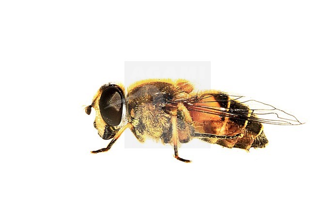 Stripe-winged Dronefly, Bosbijvlieg , Eristalis horticola stock-image by Agami/Wil Leurs,