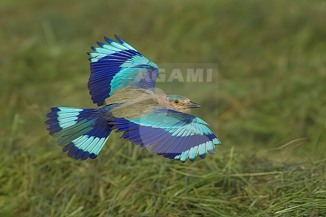Indian Roller (Coracias benghalensis benghalensis), adult bird in flight showing upperparts, green grass as background, Oman stock-image by Agami/Kari Eischer,