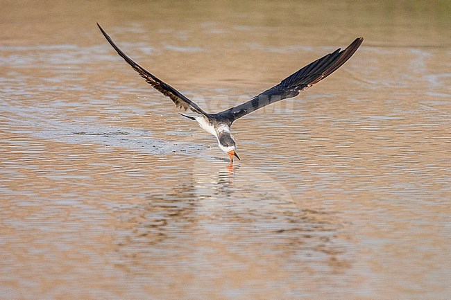 Fishing Black skimmer (Rynchops niger) at Pantanos de Villa Wildlife Refuge, Lima, Peru. stock-image by Agami/Marc Guyt,