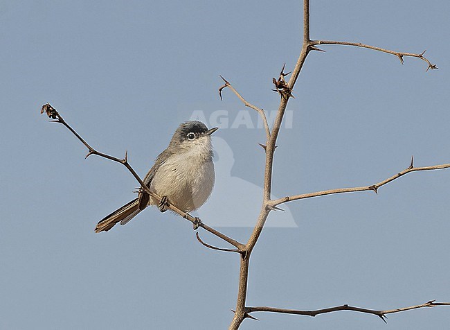 Male Black-capped Gnatcatcher, Polioptila nigriceps, in Mexico. stock-image by Agami/Pete Morris,