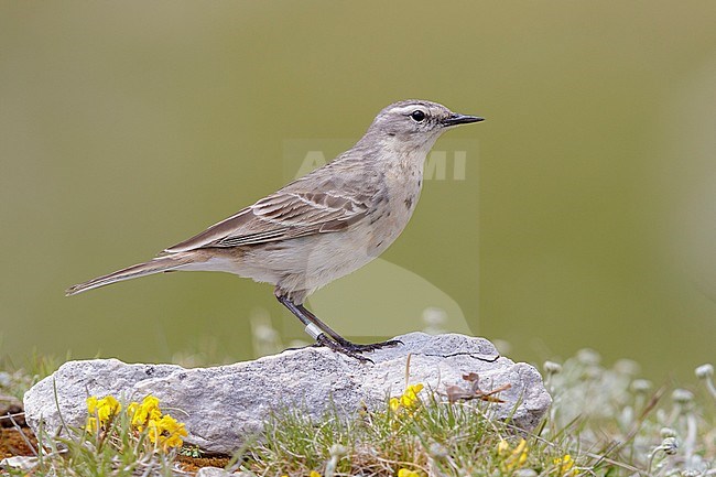 Water Pipit (Anthus spinoletta), side view of an adult standing on a rock, Abruzzo, Italy stock-image by Agami/Saverio Gatto,