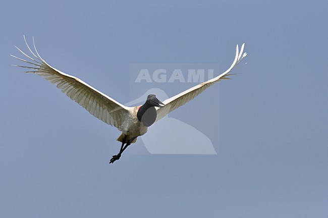  stock-image by Agami/Laurens Steijn,
