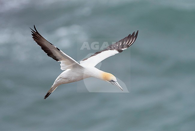 Australasian Gannet (Morus serrator), also known as Australian gannet, in New Zealand. stock-image by Agami/Marc Guyt,